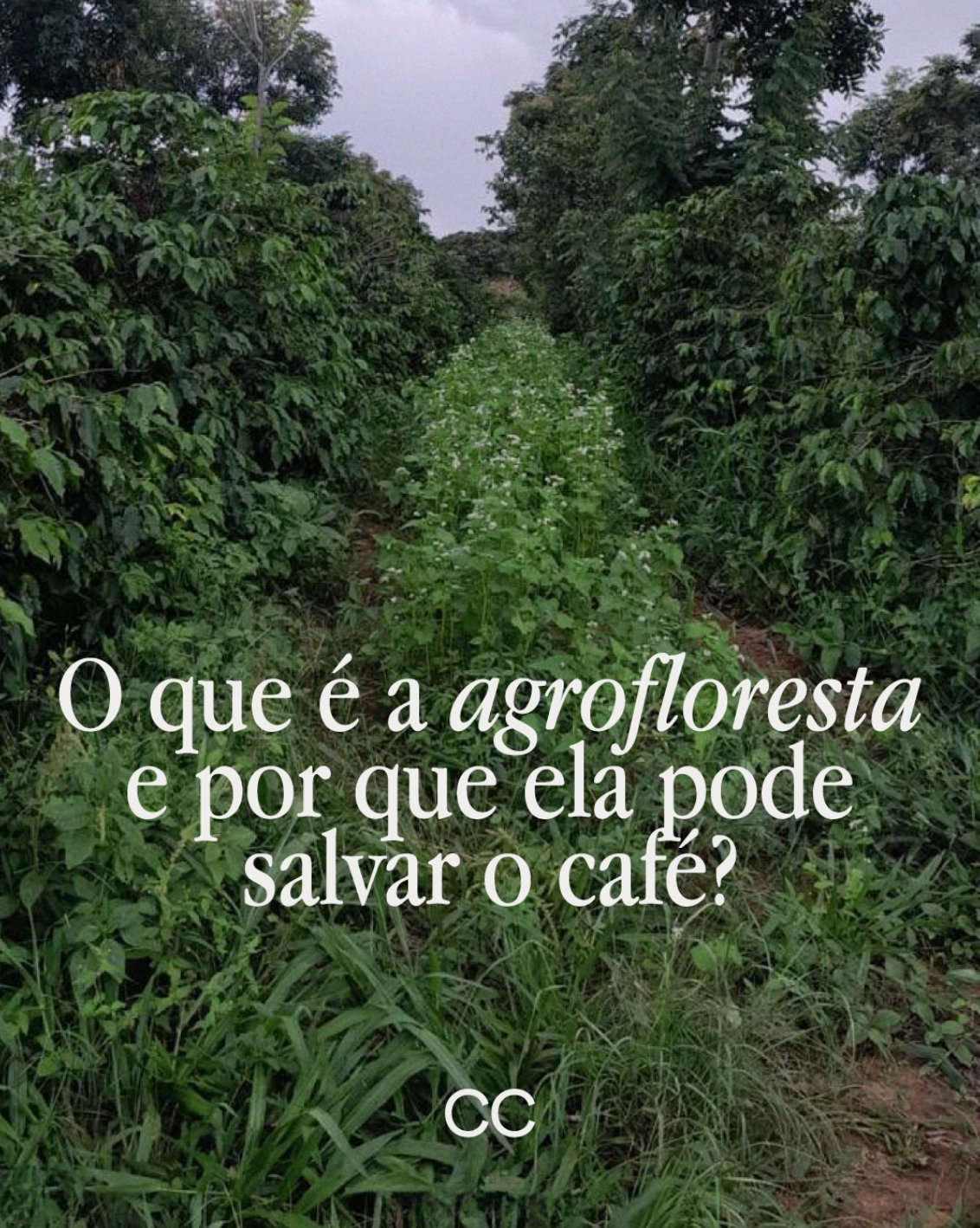 Agrofloresta